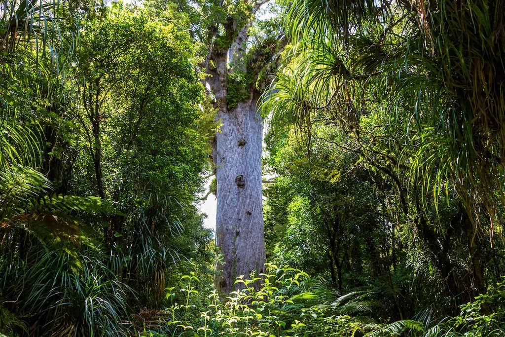 Waipoua Kauri