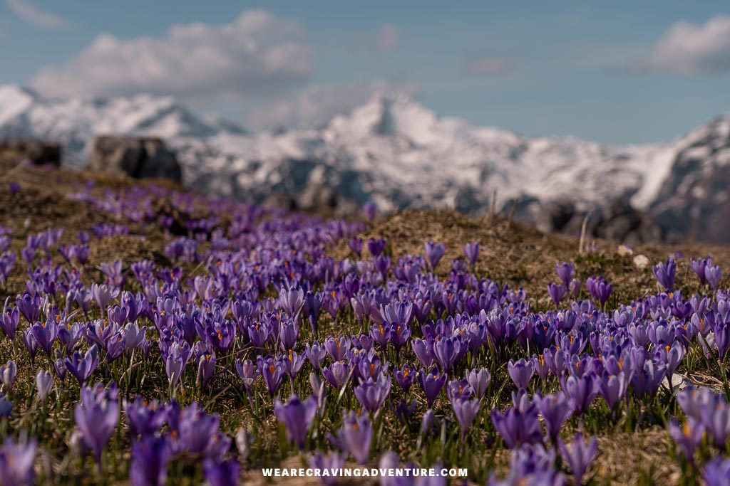Velika Planina Slovenia 27