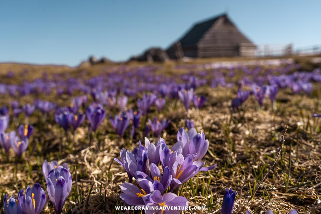 Velika Planina Slovenia 31