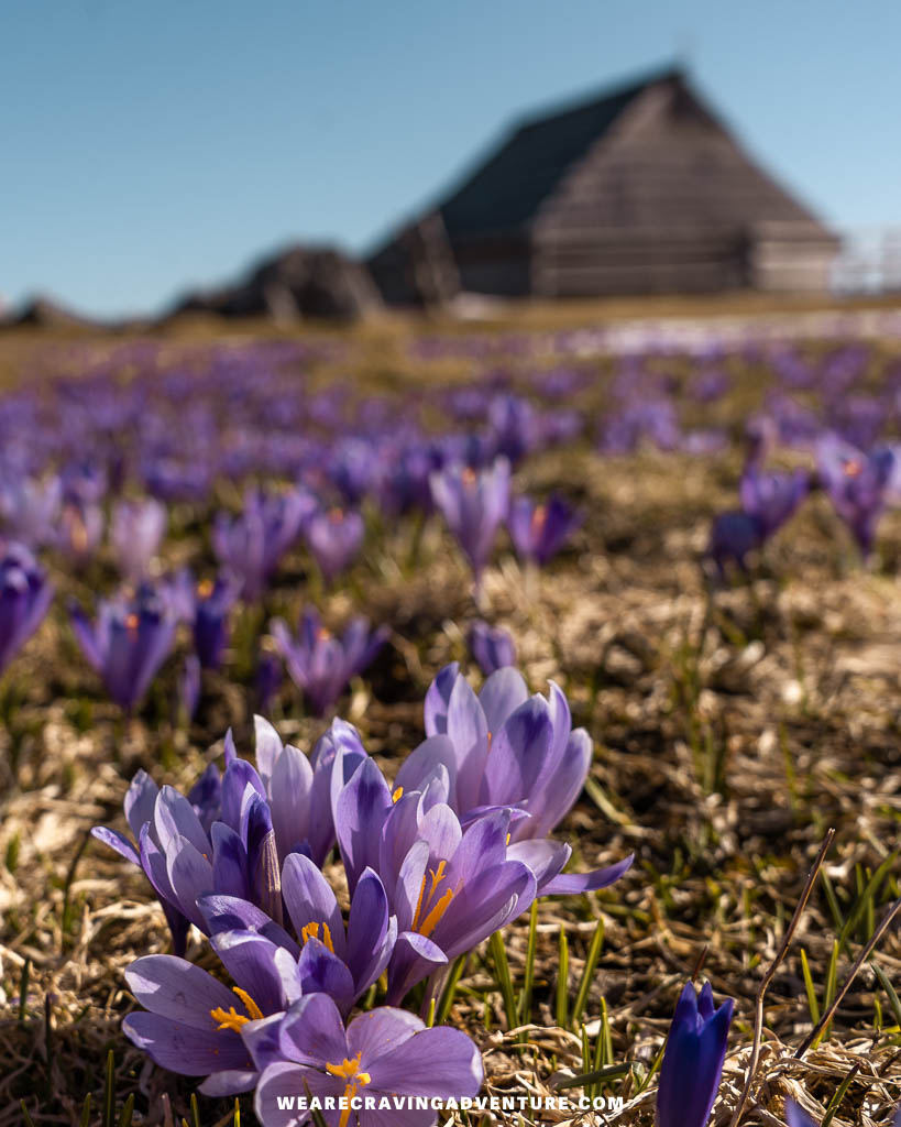 Velika Planina Slovenia 32 1