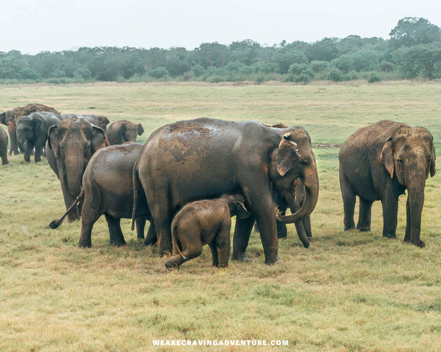 sri lanka 3