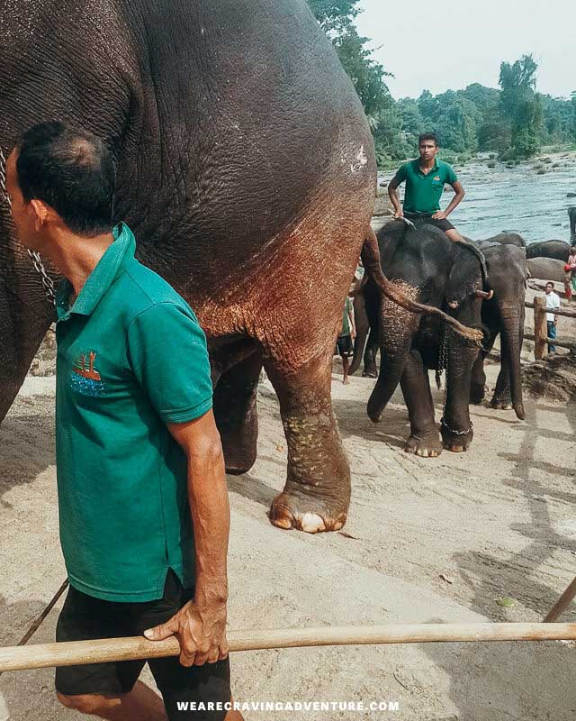sri lanka 5