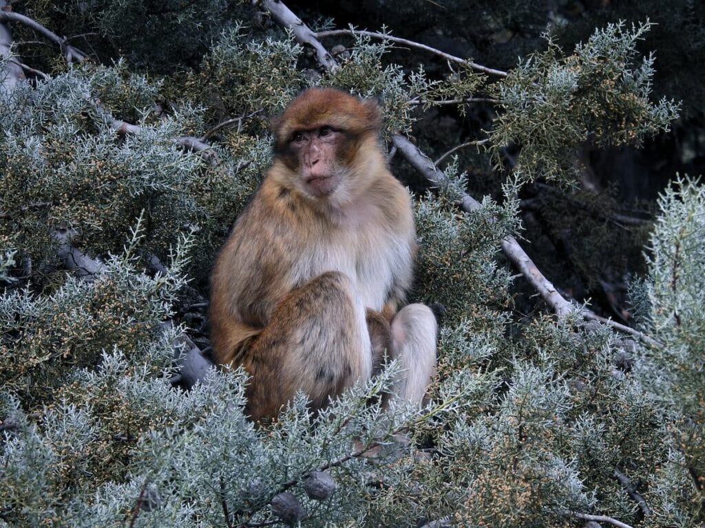 Ifrane monkey morocco