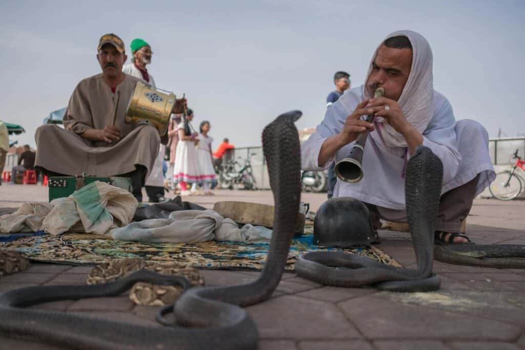 Marrakech snakes morocco