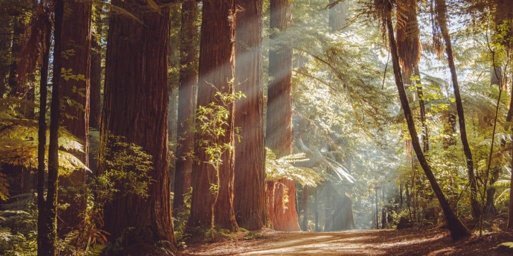Rotorua Redwoods