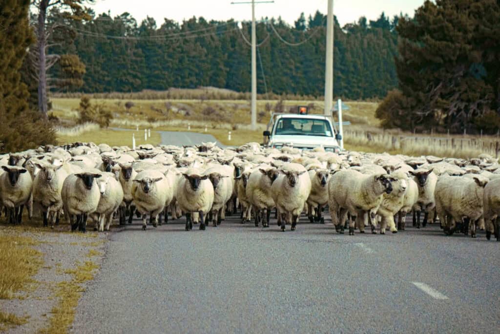 renting a car in new zealand 5