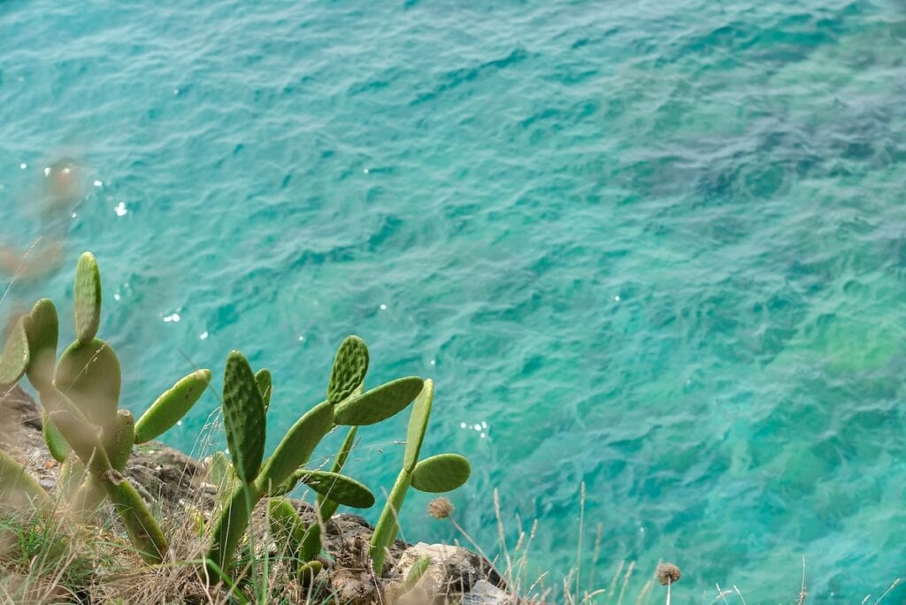 cinque terre cactus and sea