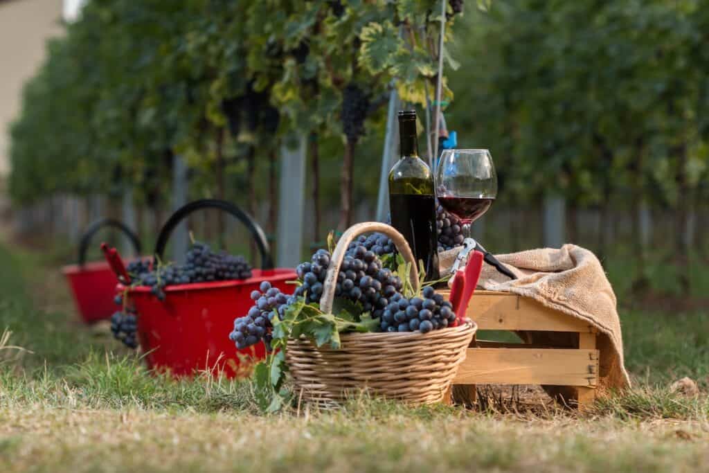 valpolicella wine italy